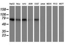 TFR2 Mouse anti-Human, Mouse, Clone: OTI1B1, lyophilized, TrueMAB 100 &mu;g;