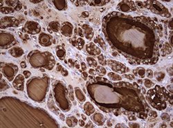 TG Monoclonal Antibody (OTI3E12), TrueMAB , OriGene 100 &mu;L; Unconjugated:Antibodies,