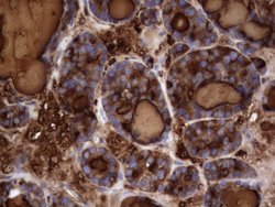 TG Monoclonal Antibody (OTI8D4), TrueMAB , OriGene 100 &mu;L; Unconjugated:Antibodies,