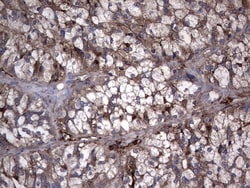 TG Monoclonal Antibody (OTI1C8), TrueMAB , OriGene 30 &mu;L; Unconjugated:Antibodies,