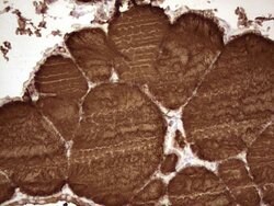 TG Mouse anti-Human, Clone: OTI8D5, TrueMAB , Origene 30 &mu;L; Unconjugated:Antibodies,