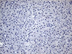 TG Monoclonal Antibody (OTI2B9), TrueMAB , OriGene 30 &mu;L; Unconjugated:Antibodies,