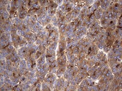 TG Mouse anti-Human, Clone: OTI8A8, lyophilized, TrueMAB 100 &mu;g; Unconjugated:Antibodies,