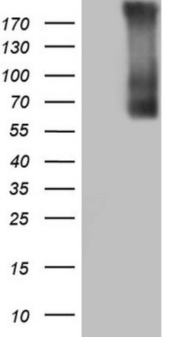 TG Mouse anti-Human, Clone: OTI8E6, lyophilized, TrueMAB 100 &mu;g; Unconjugated:Antibodies,