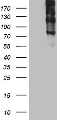 TG Mouse anti-Human, Clone: OTI8A8, lyophilized, TrueMAB 100 &mu;g; Unconjugated:Antibodies,