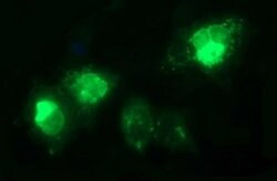 TGFB1 Mouse anti-Human, Clone: OTI1E12, liquid, TrueMAB 100 &mu;L; Unconjugated:Antibodies,