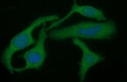 TGFB1 Mouse anti-Human, Clone: OTI1E12, liquid, TrueMAB 100 &mu;L; Unconjugated:Antibodies,
