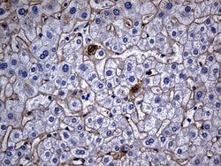 TGFBI Mouse anti-Human, Clone: OTI9A11, lyophilized, TrueMAB 100 &mu;g;