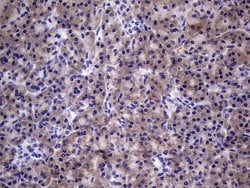 TGIF1 Monoclonal Antibody (OTI1A6), TrueMAB , OriGene 100 &mu;L; Unconjugated:Antibodies,