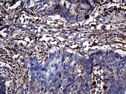 TGM2 Monoclonal Antibody (OTI4H5), TrueMAB , OriGene 100 &mu;L; Unconjugated:Antibodies,