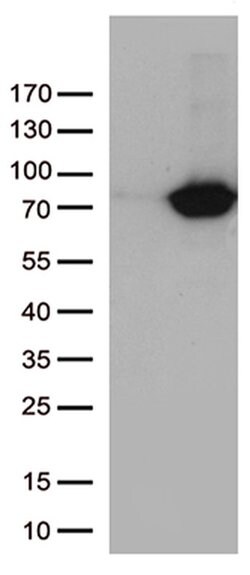 TGM2 Monoclonal Antibody (OTI4H5), TrueMAB , OriGene 100 &mu;L; Unconjugated:Antibodies,