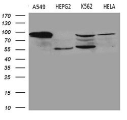 TGM2 Monoclonal Antibody (OTI4H5), TrueMAB , OriGene:Antibodies:Primary