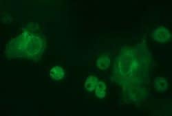 TH Mouse anti-Human, Mouse, Clone: OTI3H3, lyophilized, TrueMAB 100 &mu;g;