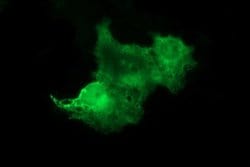 TH Monoclonal Antibody (OTI2E5), TrueMAB , OriGene:Antibodies:Primary Antibodies