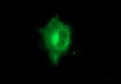 TH Monoclonal Antibody (OTI3A7), TrueMAB , OriGene 100 &mu;L; Unconjugated:Antibodies,
