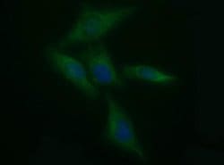 TH Mouse anti-Human, Clone: OTI3G3, liquid, TrueMAB 100 &mu;L; Unconjugated:Antibodies,