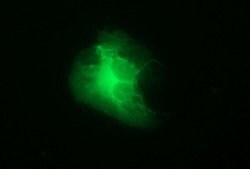 TH Mouse anti-Human, Clone: OTI1D8, lyophilized, TrueMAB 100 &mu;g; Unconjugated:Antibodies,