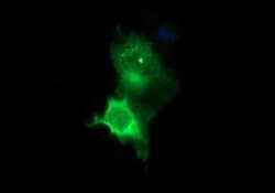 TH Monoclonal Antibody (OTI1A4), TrueMAB , OriGene 100 &mu;L; Unconjugated:Antibodies,