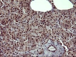TH Monoclonal Antibody (OTI1A12), TrueMAB , OriGene 100 &mu;L; Unconjugated:Antibodies,