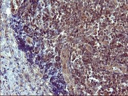 TH Monoclonal Antibody (OTI2E5), TrueMAB , OriGene 100 &mu;L; Unconjugated:Antibodies,