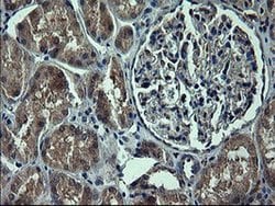 TH Mouse anti-Human, Clone: OTI3G3, liquid, TrueMAB 100 &mu;L; Unconjugated:Antibodies,