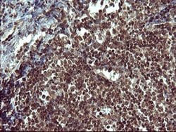 TH Monoclonal Antibody (OTI2D4), TrueMAB , OriGene 30 &mu;L; Unconjugated:Anticuerpos
