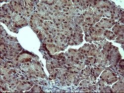 TH Monoclonal Antibody (OTI1A4), TrueMAB , OriGene 100 &mu;L; Unconjugated:Antibodies,