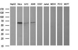 TH Mouse anti-Human, Mouse, Clone: OTI3H3, lyophilized, TrueMAB 100 &mu;g;