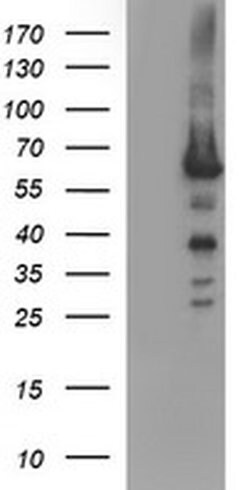 TH Monoclonal Antibody (OTI3A7), TrueMAB , OriGene 100 &mu;L; Unconjugated:Antibodies,