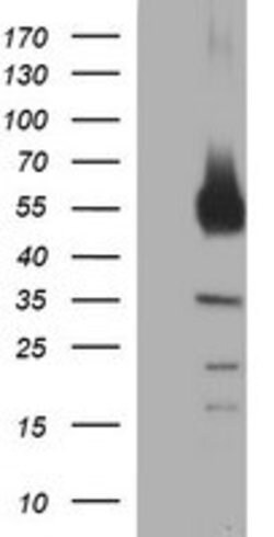 TH Mouse anti-Human, Clone: OTI1D8, lyophilized, TrueMAB 100 &mu;g; Unconjugated:Antibodies,