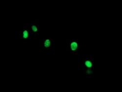THAP6 Monoclonal Antibody (OTI1E10), TrueMAB , OriGene 100 &mu;L; Unconjugated:Antibodies,