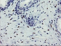 THAP6 Mouse anti-Human, Clone: OTI2A7, lyophilized, TrueMAB 100 &mu;g;