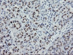 THAP6 Monoclonal Antibody (OTI5G2), TrueMAB , OriGene 100 &mu;L; Unconjugated:Antibodies,