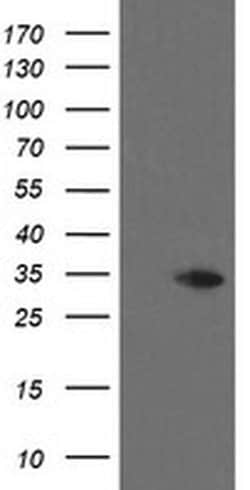 THAP6 Monoclonal Antibody (OTI1E10), TrueMAB , OriGene 100 &mu;L; Unconjugated:Antibodies,