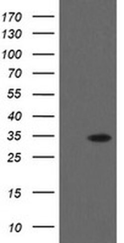 THAP6 Monoclonal Antibody (OTI3A8), TrueMAB , OriGene:Antibodies:Primary