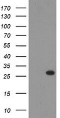 THAP6 Mouse anti-Human, Clone: OTI5G2, lyophilized, TrueMAB 100 &mu;g;