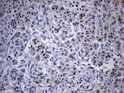 THAP8 Monoclonal Antibody (OTI4H9), TrueMAB , OriGene:Antibodies:Primary