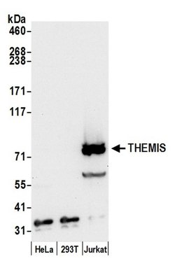 THEMIS Polyclonal Antibody, Bethyl Laboratories 20 μL; Unconjugated:Antibodies,