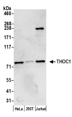 THOC1 Polyclonal Antibody, Bethyl Laboratories 20 &mu;L; Unconjugated:Antibodies,