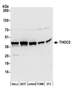 THOC3 Rabbit anti-Human, Mouse, Polyclonal, Bethyl Laboratories 100 &mu;L | Buy Online | Bethyl Laboratories, Inc | Fisher Scientific