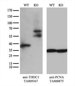 THOC3 Monoclonal Antibody (OTI4H6), TrueMAB , OriGene 100 &mu;L | Buy Online | OriGene | Fisher Scientific