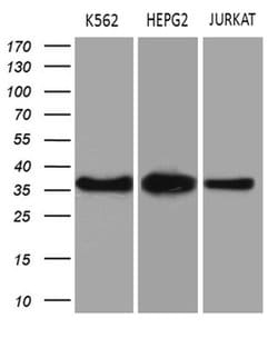 THOC3 Monoclonal Antibody (OTI4H6), TrueMAB , OriGene 100 &mu;L | Buy Online | OriGene | Fisher Scientific