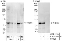 THOC5 Rabbit anti-Human, Polyclonal, Bethyl Laboratories 100 &mu;L; Unconjugated:Antibodies,