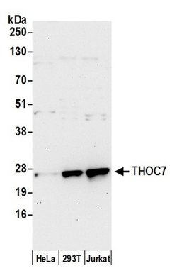 THOC7 Polyclonal Antibody, Bethyl Laboratories 20 &mu;L; Unconjugated:Antibodies,