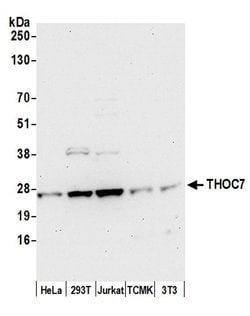 THOC7 Polyclonal Antibody, Bethyl Laboratories 20 &mu;L; Unconjugated:Antibodies,