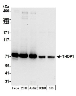 THOP1 Polyclonal Antibody, Bethyl Laboratories 20 &mu;L; Unconjugated:Antibodies,