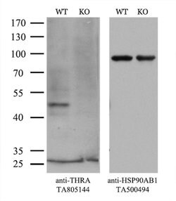 THRA Mouse anti-Human, Clone: OTI7G2, lyophilized, TrueMAB 100 &mu;g; Unconjugated:Antibodies,