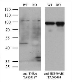 THRA Mouse anti-Human, Clone: OTI2A2, liquid, TrueMAB 100 &mu;L; Unconjugated:Antibodies,
