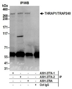 THRAP1/TRAP240 Rabbit anti-Human, Polyclonal, Bethyl Laboratories 100 &mu;l;