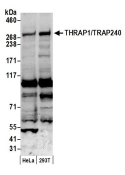 THRAP1/TRAP240 Polyclonal Antibody, Bethyl Laboratories 20 &mu;l; Unlabeled:Antibodies,